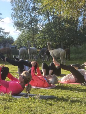 Pilates ved alpacaerne torsdag d.13 august 2026