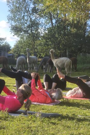Pilates ved alpacaerne torsdag d.13 august 2026